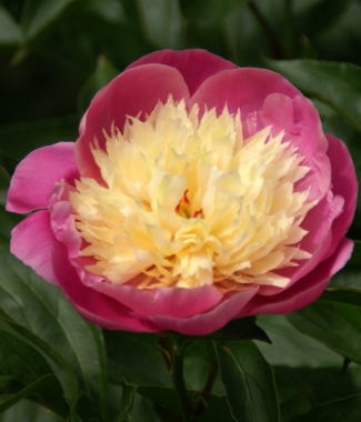 Piwonia chińska (Paeonia lactiflora) 